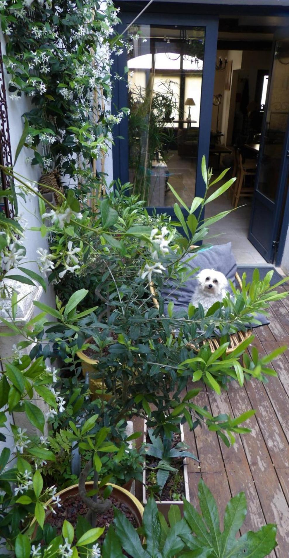 艾格-莫尔特Le Petit Patio住宿加早餐旅馆 外观 照片