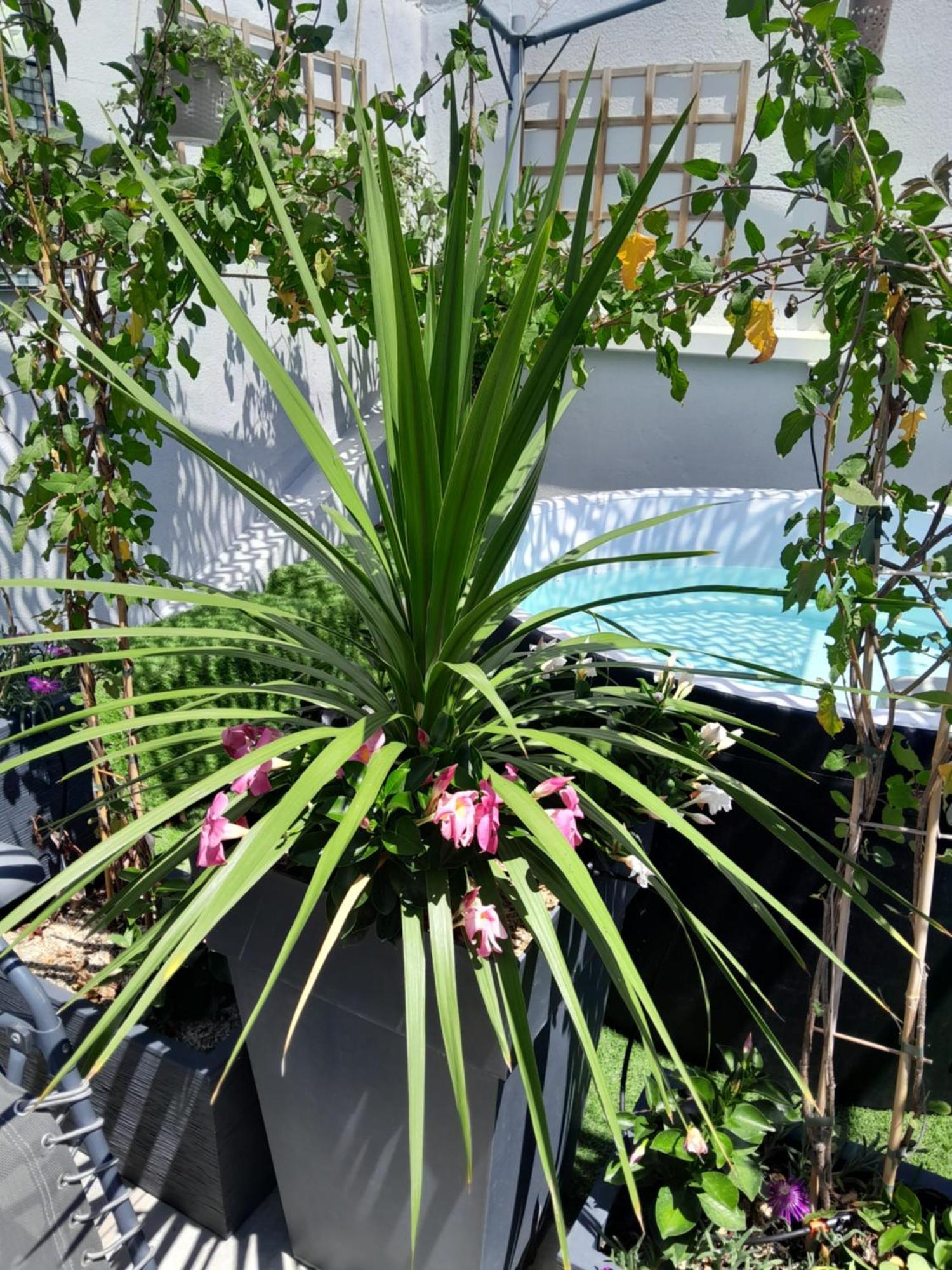 艾格-莫尔特Le Petit Patio住宿加早餐旅馆 外观 照片
