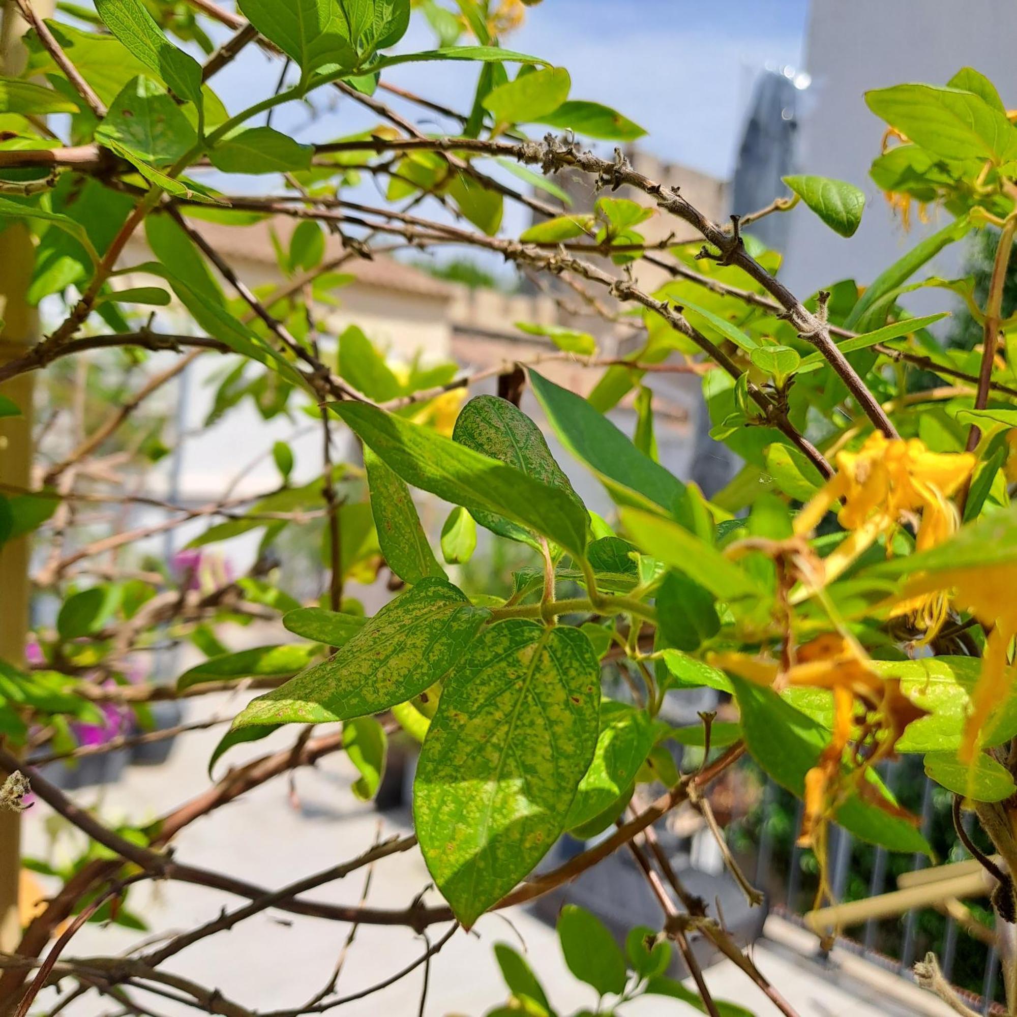 艾格-莫尔特Le Petit Patio住宿加早餐旅馆 外观 照片