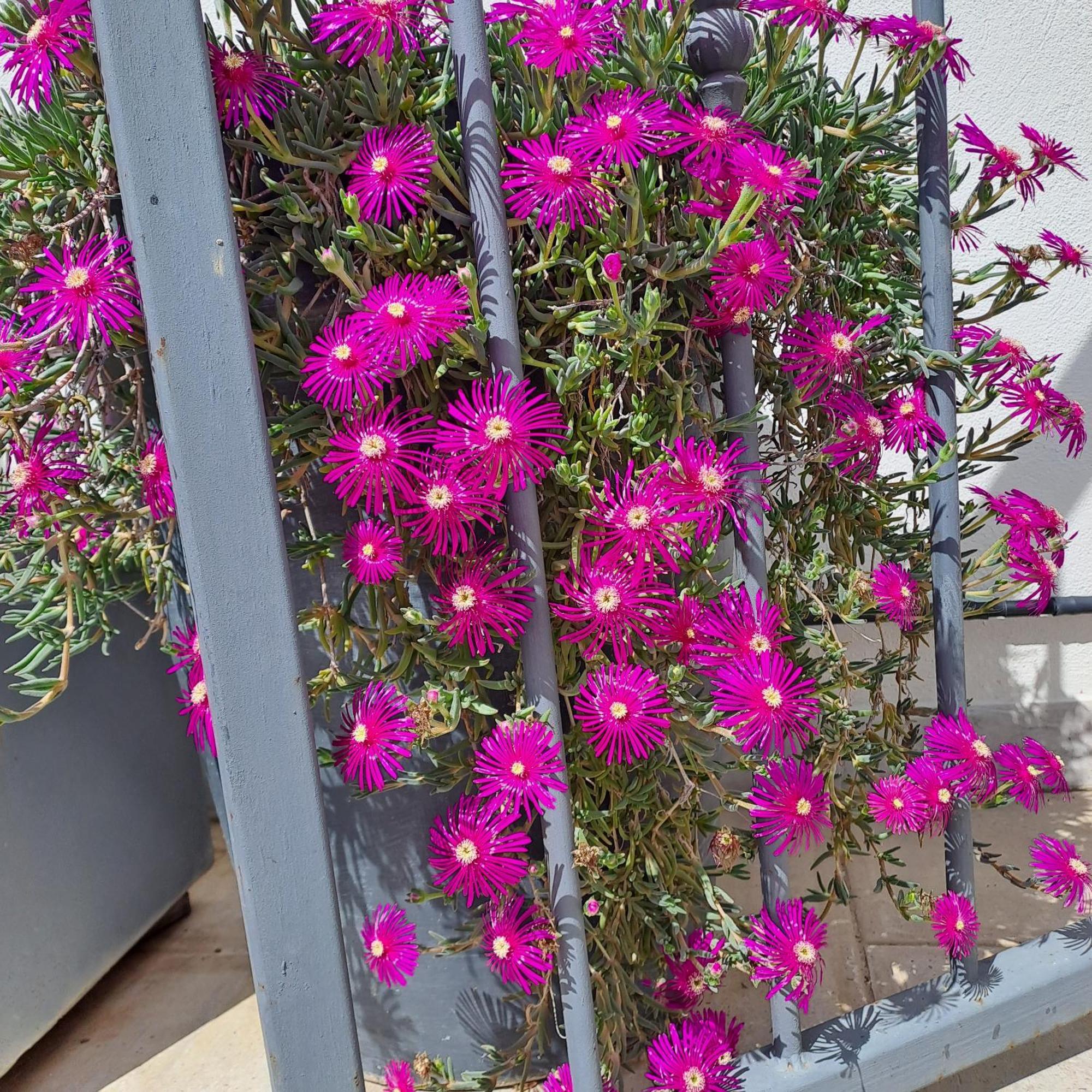 艾格-莫尔特Le Petit Patio住宿加早餐旅馆 外观 照片